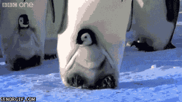 새끼 펭귄들.jpgif | 인스티즈