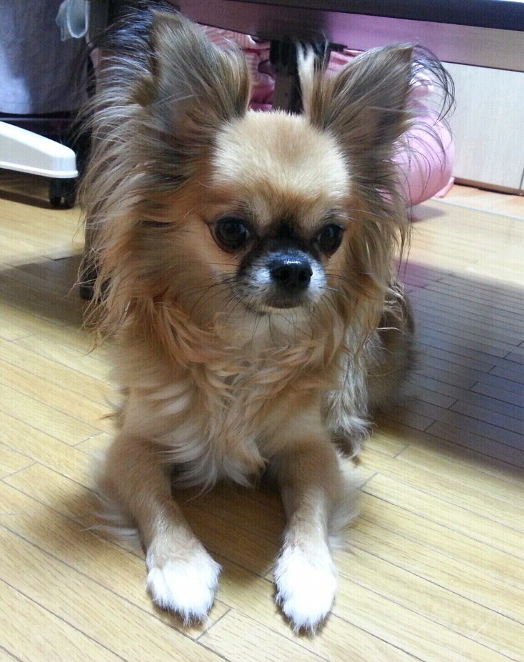 깜디 이미지