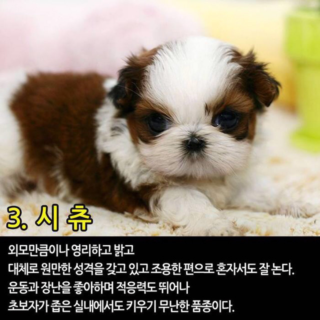 실내에서 키우기 좋은 반려견 TOP7 | 인스티즈