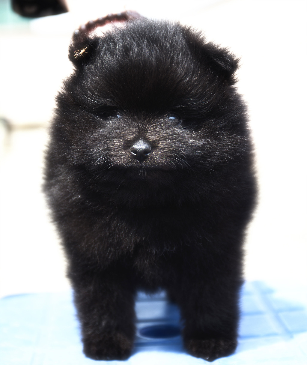 몰리 이미지