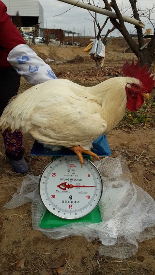 베이그 이미지