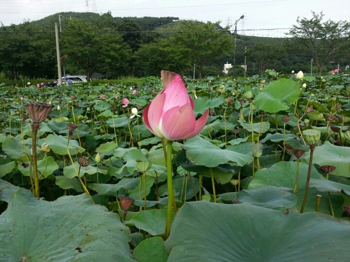 간월 이미지