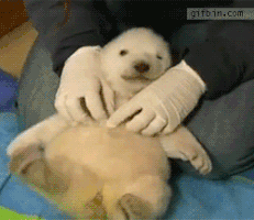 귀요미 북극곰들.gif | 인스티즈