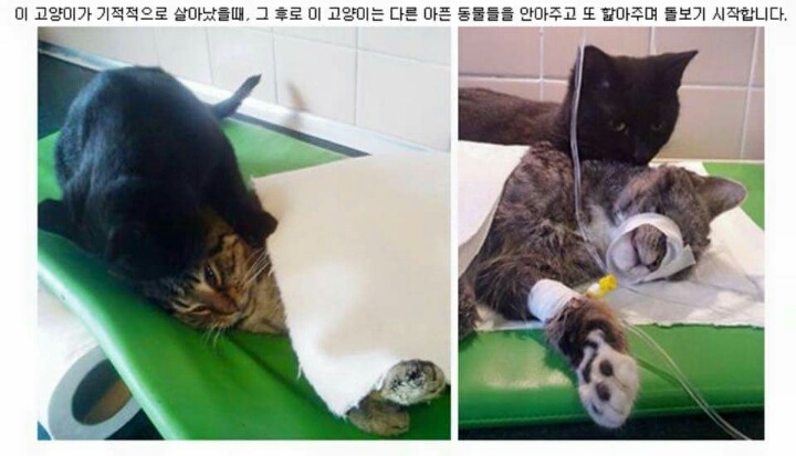 냐이팅게일 | 인스티즈
