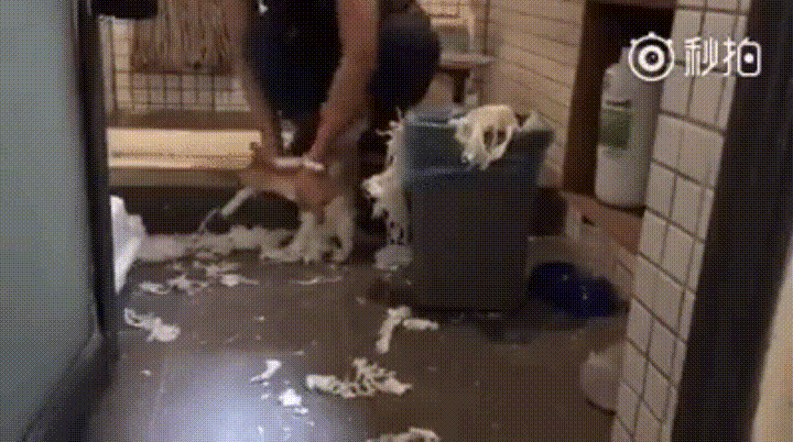 고양이 참교육 | 인스티즈