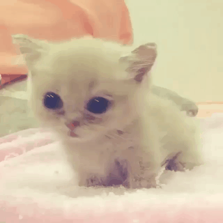냥이 심쿵.gif | 인스티즈