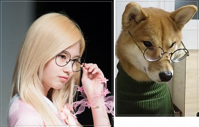 트와이스 시바 | 인스티즈