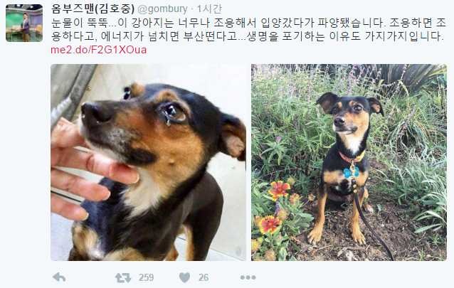 강아지가 파양 된 이유 | 인스티즈