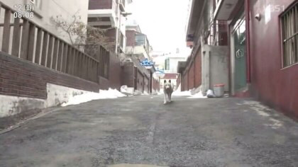 개를 무서워하는 콩고동생 | 인스티즈