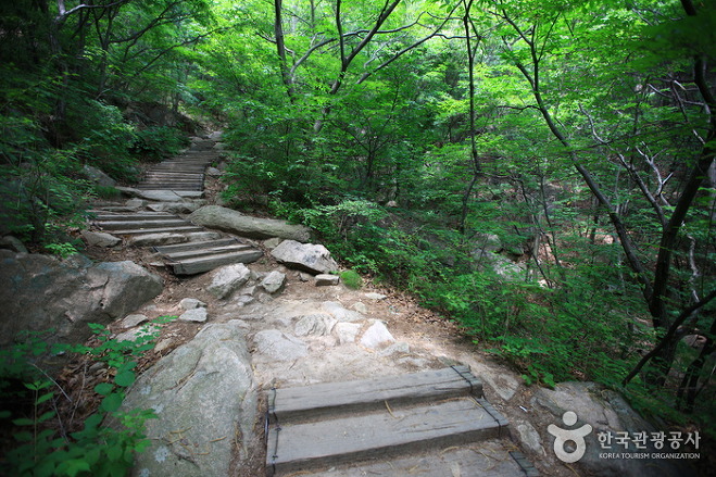 소윤이네 약초 이미지