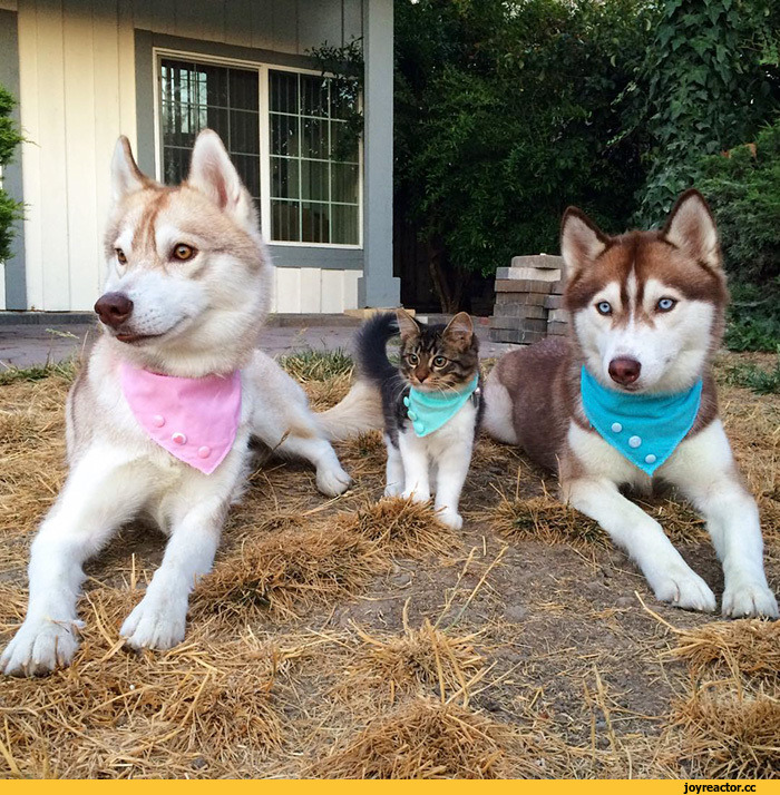 허스키와 고양이.jpg | 인스티즈