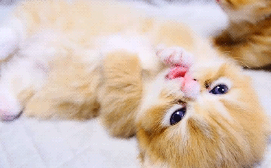 [데이터주의] 새끼 동물들 .GIF | 인스티즈