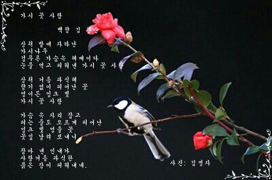 백향 이미지
