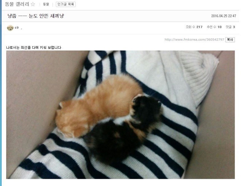 어느 사이트의 냥줍한 사람 | 인스티즈