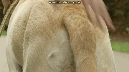 강아지 응가 손 안대고 치우기 | 인스티즈