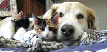 개와 고양이.gif | 인스티즈