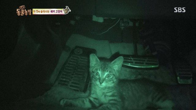 동물농장에 나온 고양이 | 인스티즈