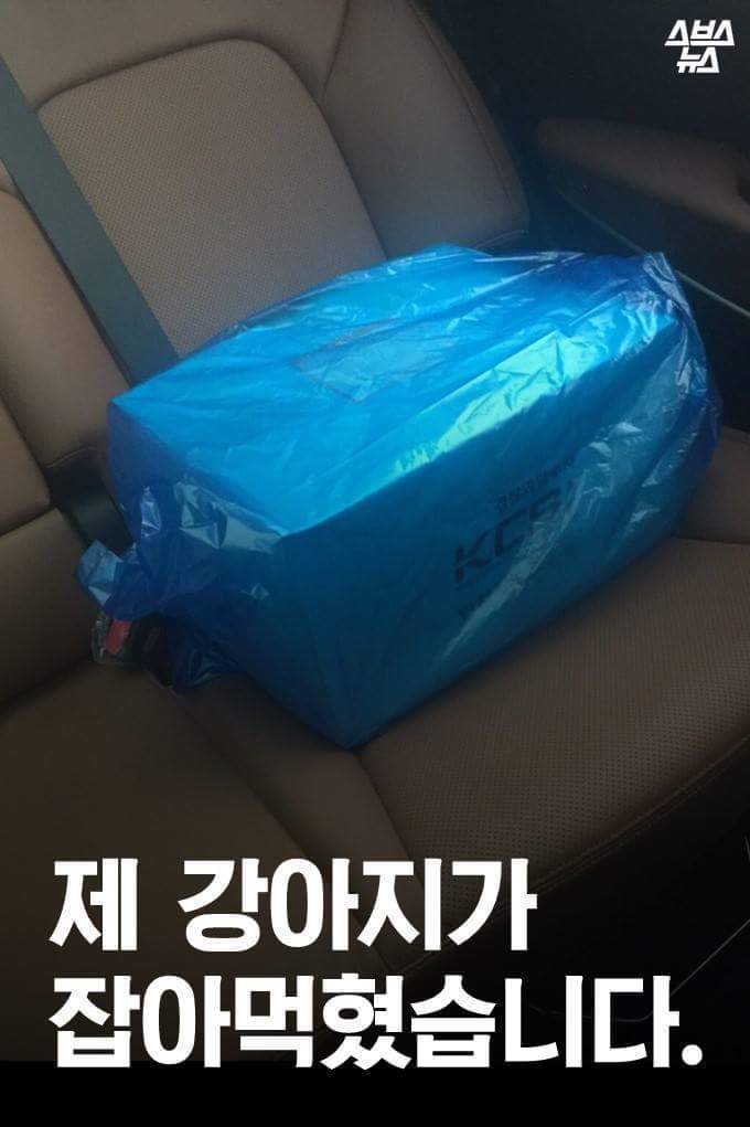 제 강아지가 잡아먹혔습니다 | 인스티즈