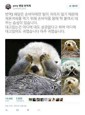 해달 이미지