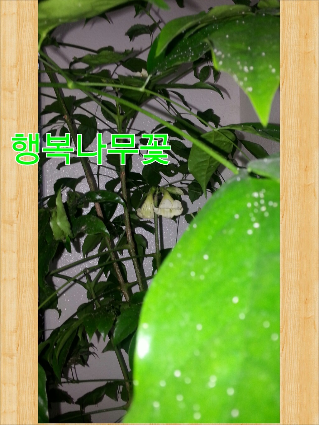 행복나무 이미지