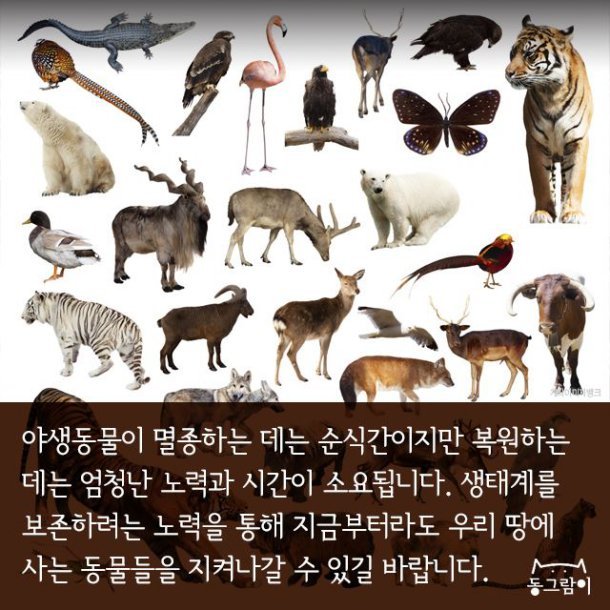 일제 강점기 멸종된 한반도의 동물들 | 인스티즈