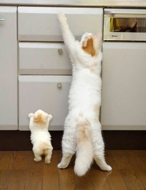 부모 고양이 & 새끼 고양이 | 인스티즈