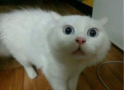 나는 생년월일이 98년 5월 10일이라 5월 9일 대선 투표 못해ㅠㅠㅠㅠ | 인스티즈