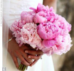 peony 이미지