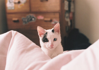 Tumblr : #cat #pink | 인스티즈
