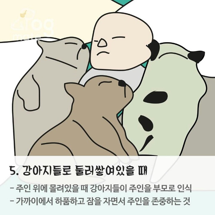 반려동물과 잠자는 위치로 본 반려동물과 나의 관계 | 인스티즈