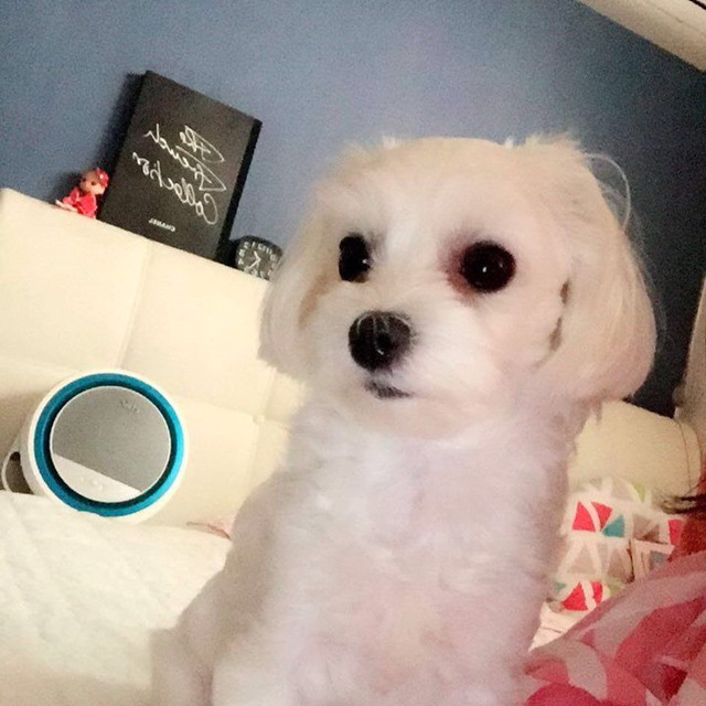 현재 인스타그램에 난리난 동물병원 사건 | 인스티즈