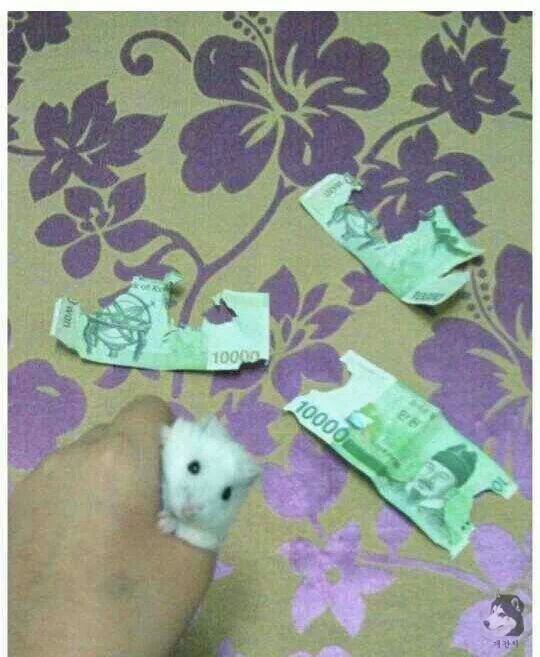 지지배 이미지