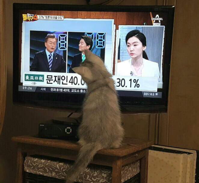 손녀 냥이까지 유세에 이용하는 조응천 의원 | 인스티즈