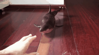 집에서 키우는 육지 상어.gif | 인스티즈