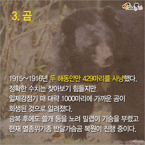  일제강점기 한반도에 사라진 동물들 | 인스티즈