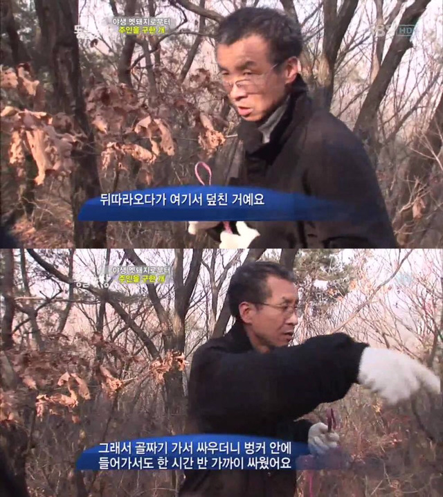 야생 멧돼지로부터 주인을 구한 개 | 인스티즈