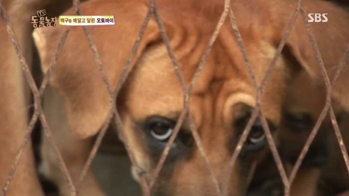 [TV동물농장] 동물농장에서 방송된 인천의 한 개 도축장의 현실.jpg | 인스티즈