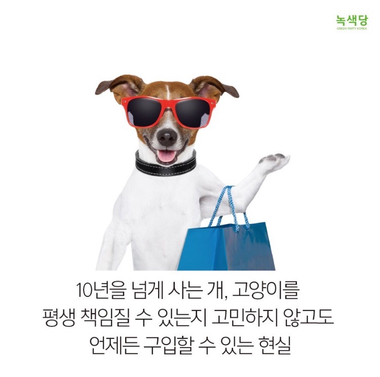 반려동물 입양원하는 쭉녀들!!!!! 강아지키우고잇는 사람도 봐줘 | 인스티즈