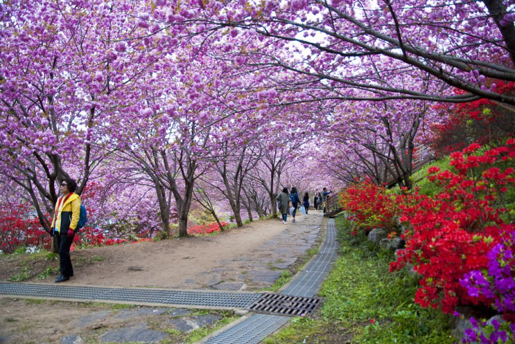 전주 완산공원 꽃동산 - 관광객보다 전주 시민들이 더 많이 가는 곳 | 인스티즈