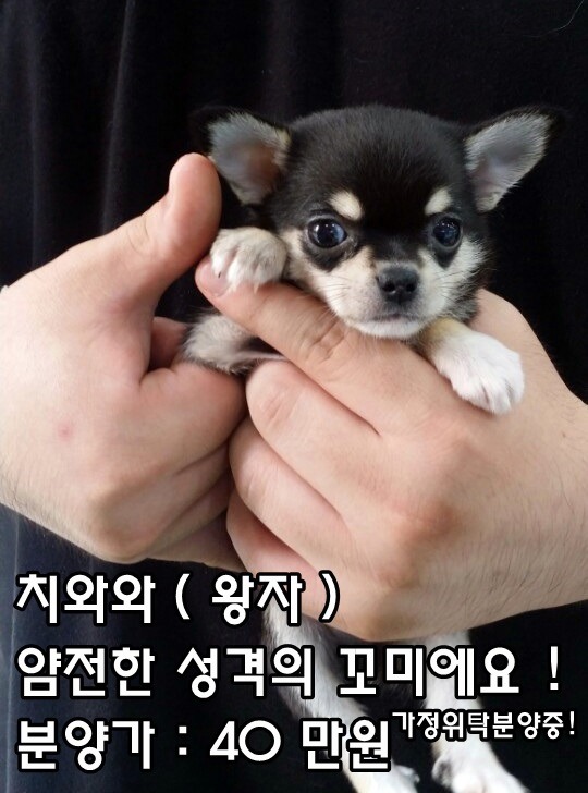 꼬미 이미지