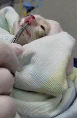 새끼 고양이 코에서 | 인스티즈