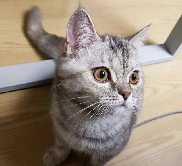 냥집사들 🐱 (사진 엄청많음 주의) | 인스티즈