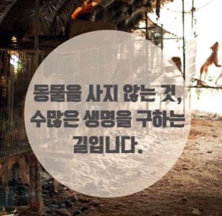 반려동물 입양원하는 쭉녀들!!!!! 강아지키우고잇는 사람도 봐줘 | 인스티즈