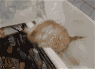 현자타임 온 돼냥이.gif | 인스티즈