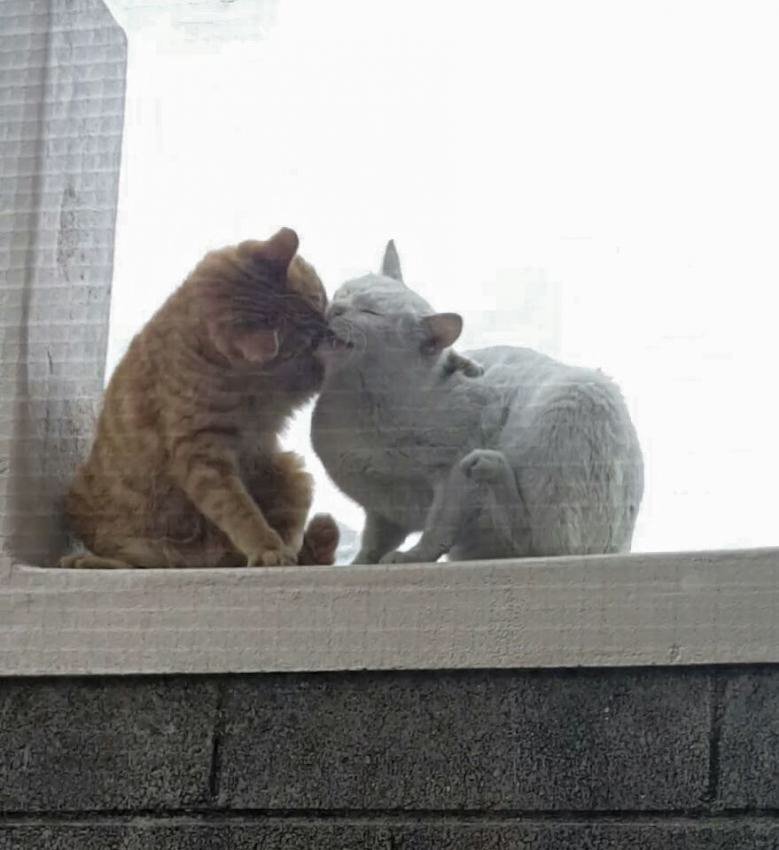 상남자 고양이 . jpg | 인스티즈