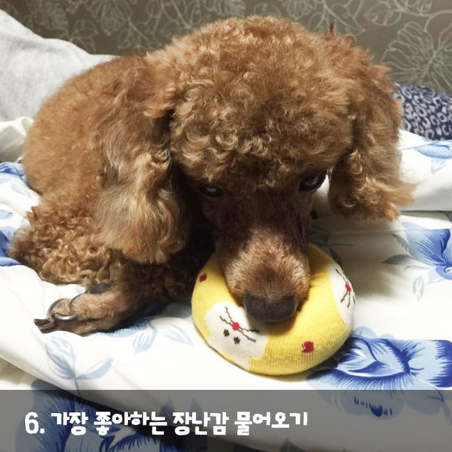 강아지가 나를 사랑한다는 증거 | 인스티즈