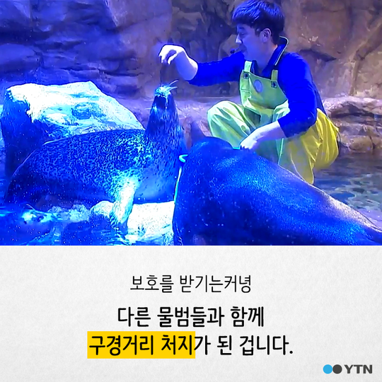 멸종 위기종을 수족관에 전시하는 이상한 나라 | 인스티즈