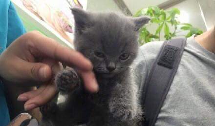 발톱 깍는다고 화난 애기 냥이 | 인스티즈