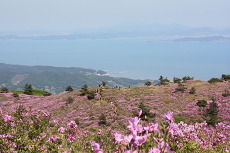 일림 이미지