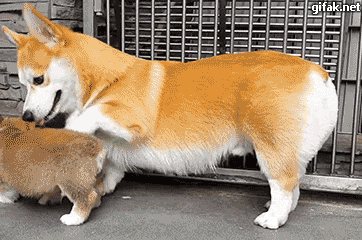 앉는 방법 가르치는 웰시 코기.gif | 인스티즈